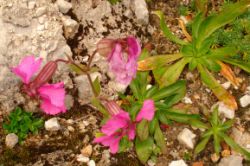 2013-08-18_Regina-F-Rau_Schachen_Blumen  (137).JPG